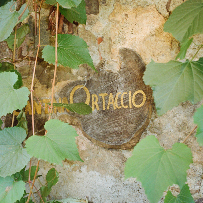 A Visit to Cantina Ortaccio in Lazio