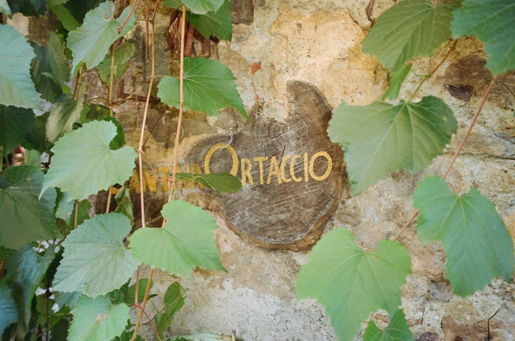 A Visit to Cantina Ortaccio in Lazio