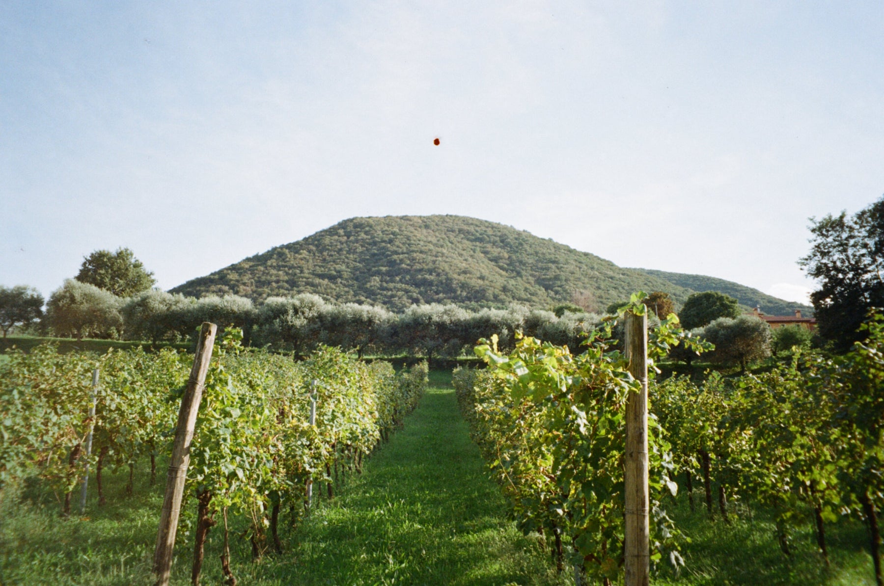 5 Sparkling Wines to Drink this Summer