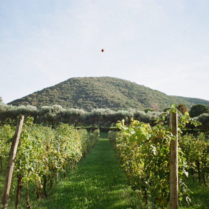 5 Sparkling Wines to Drink this Summer