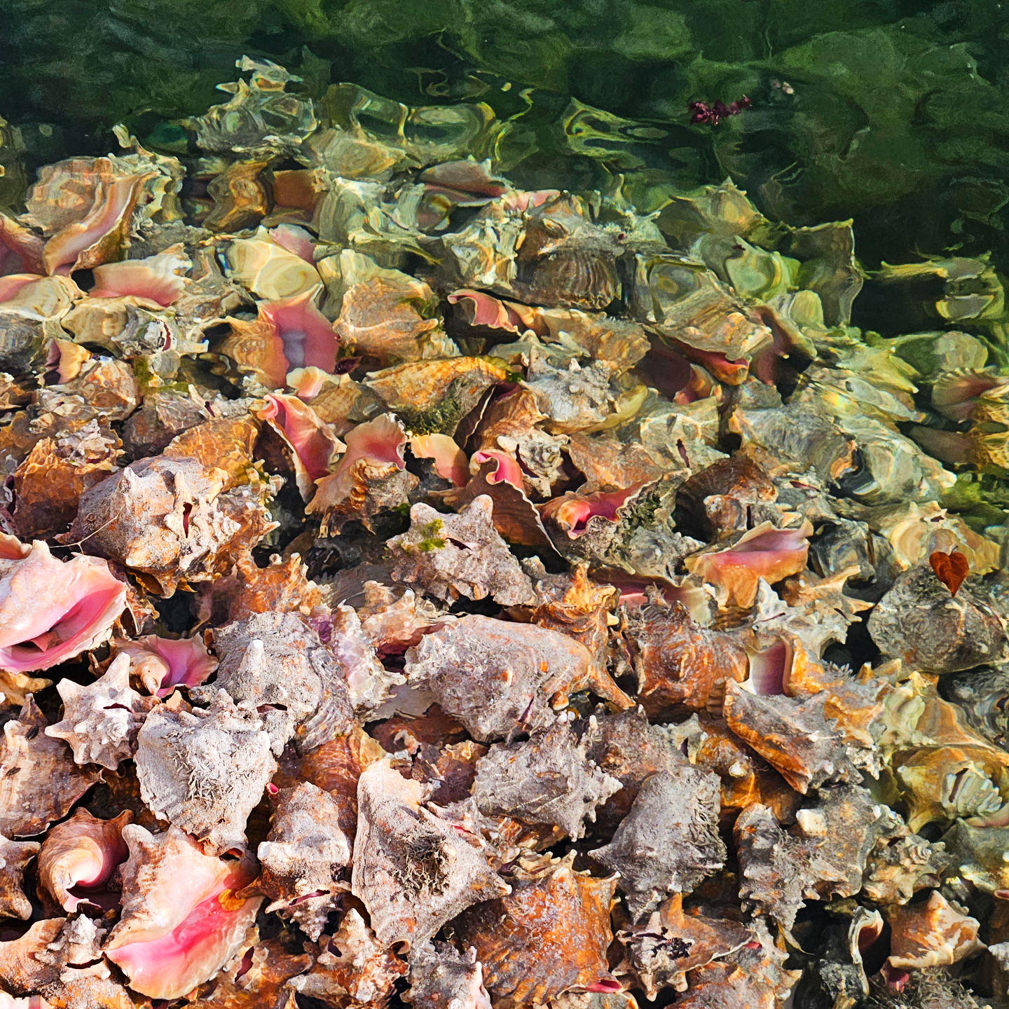 Put a Conch On It! Summer Playlist