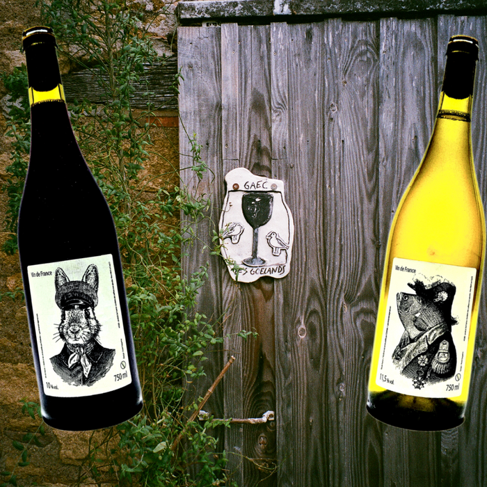 New Wines from Philippe Delmée in Anjou