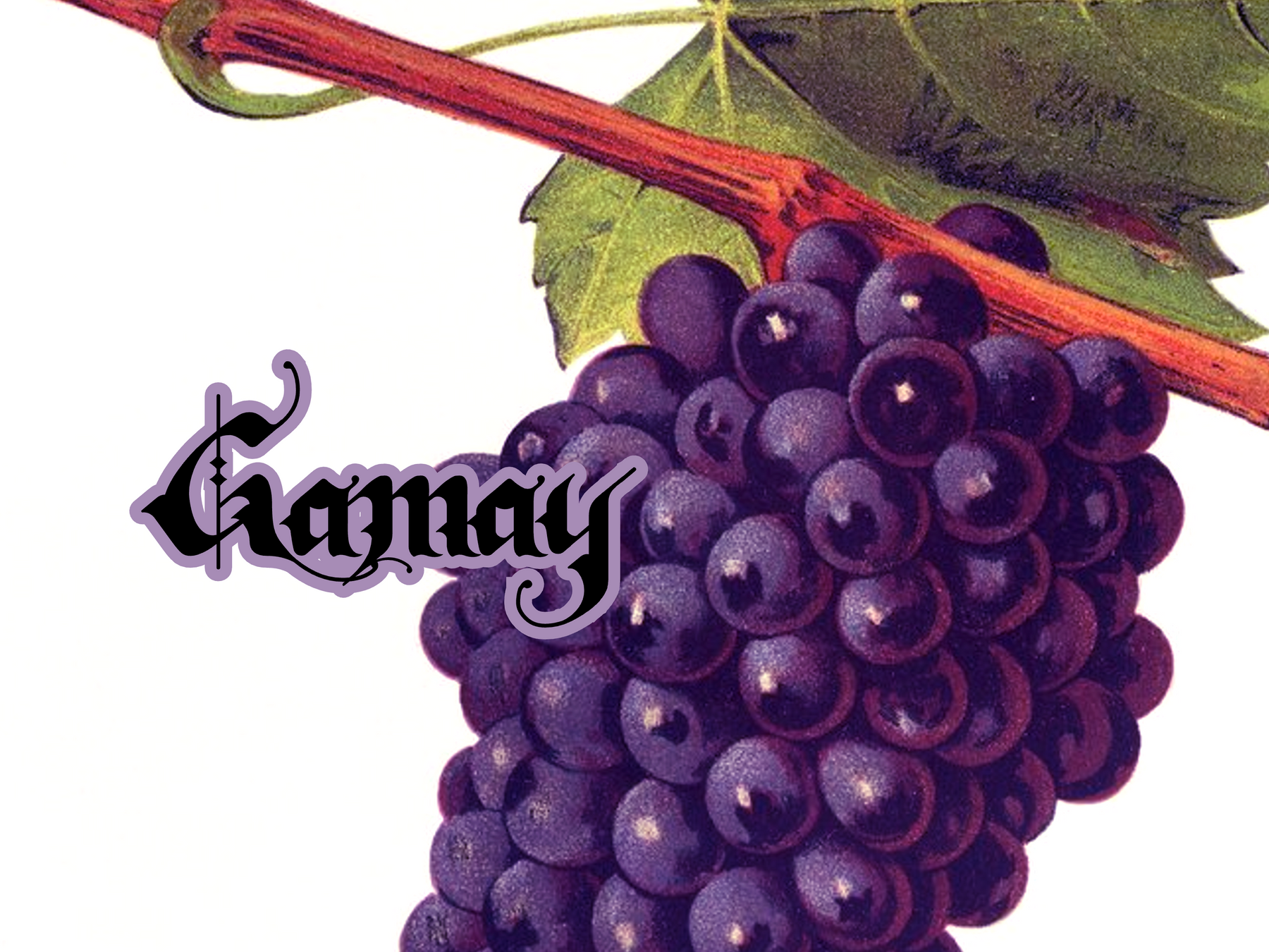 Gamay Season