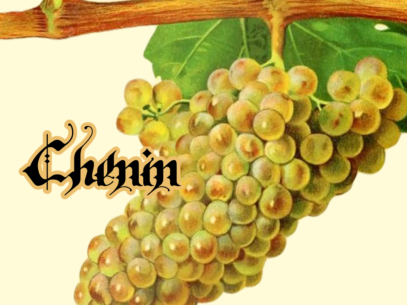 Chenin Blanc